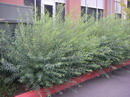 بید سرخ